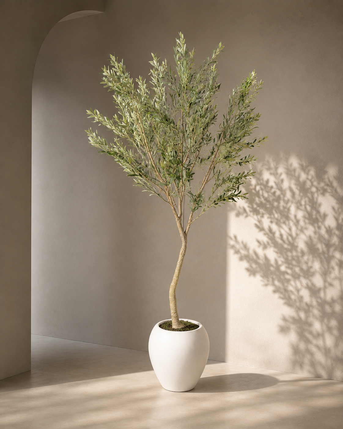 Olivo Toscana