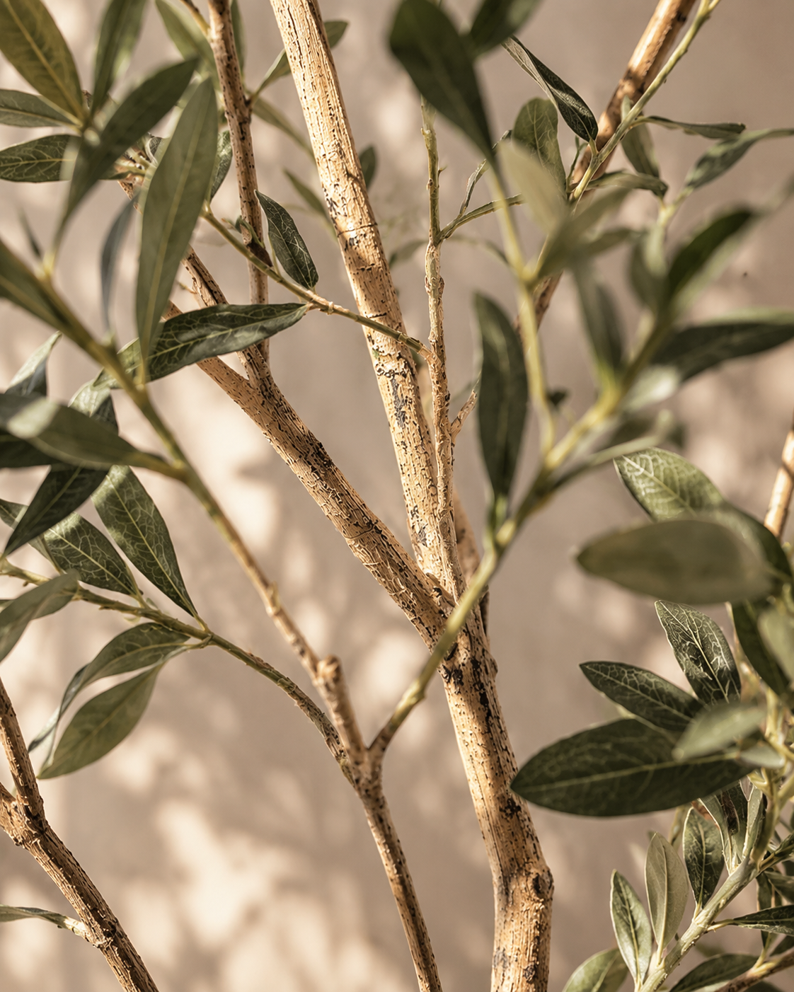 Olivo Toscana