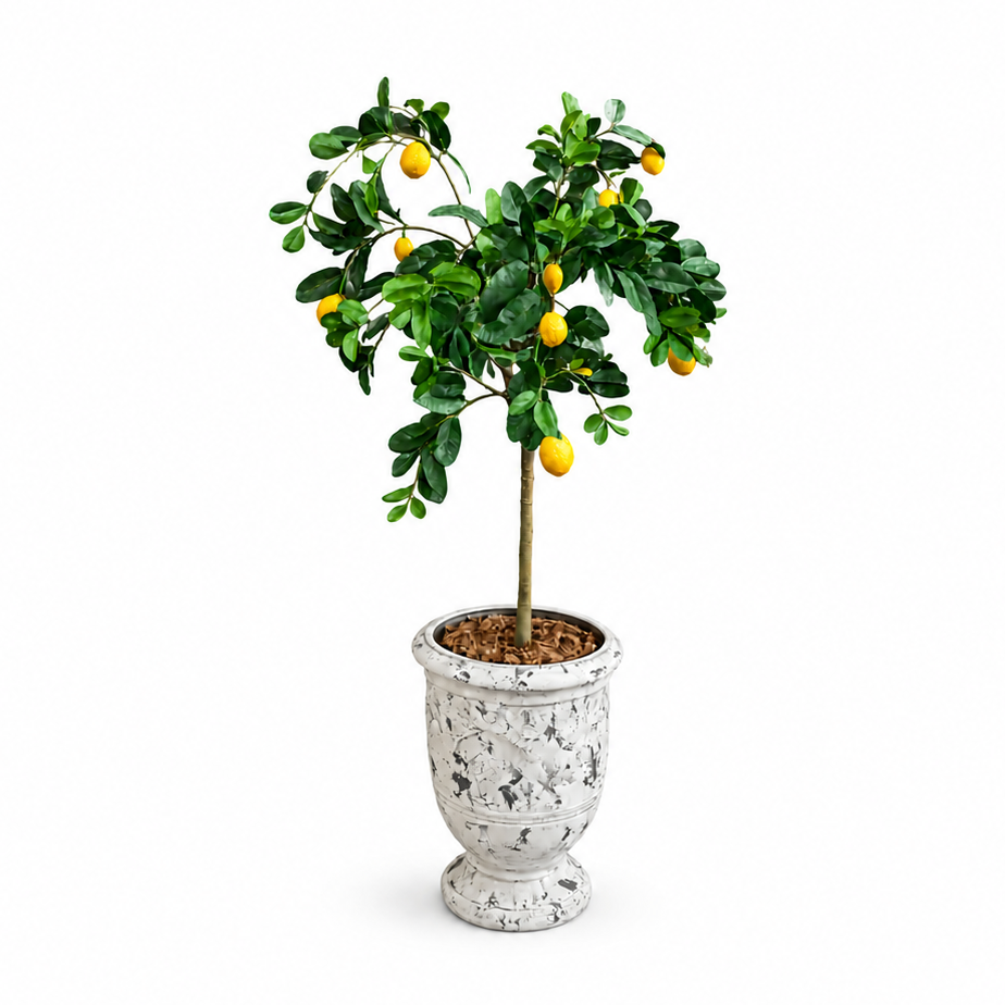 Árboles