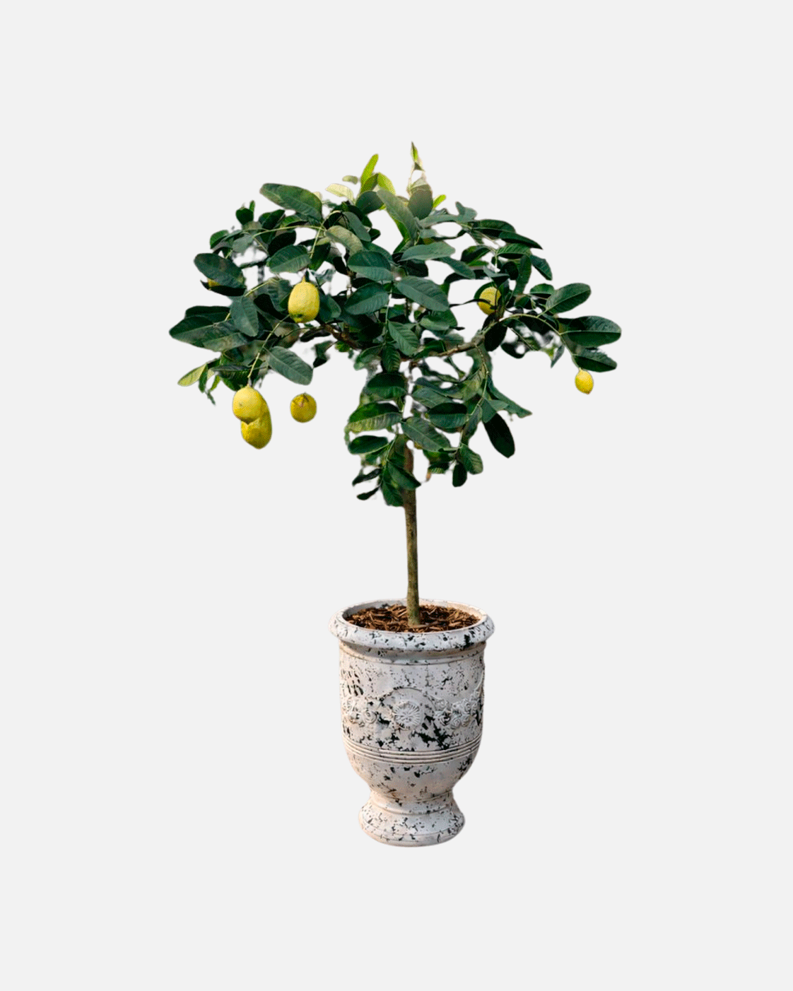Limoncello Capri