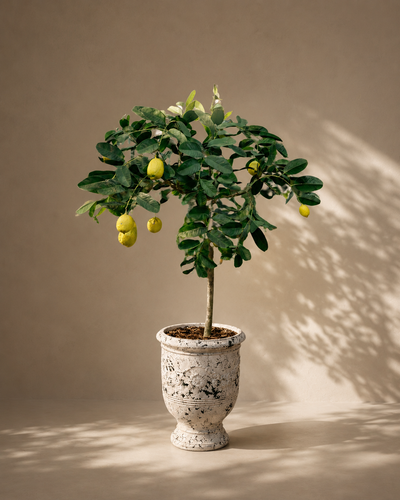 Limoncello Capri