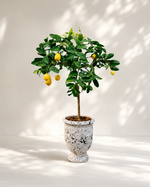 Limoncello Capri