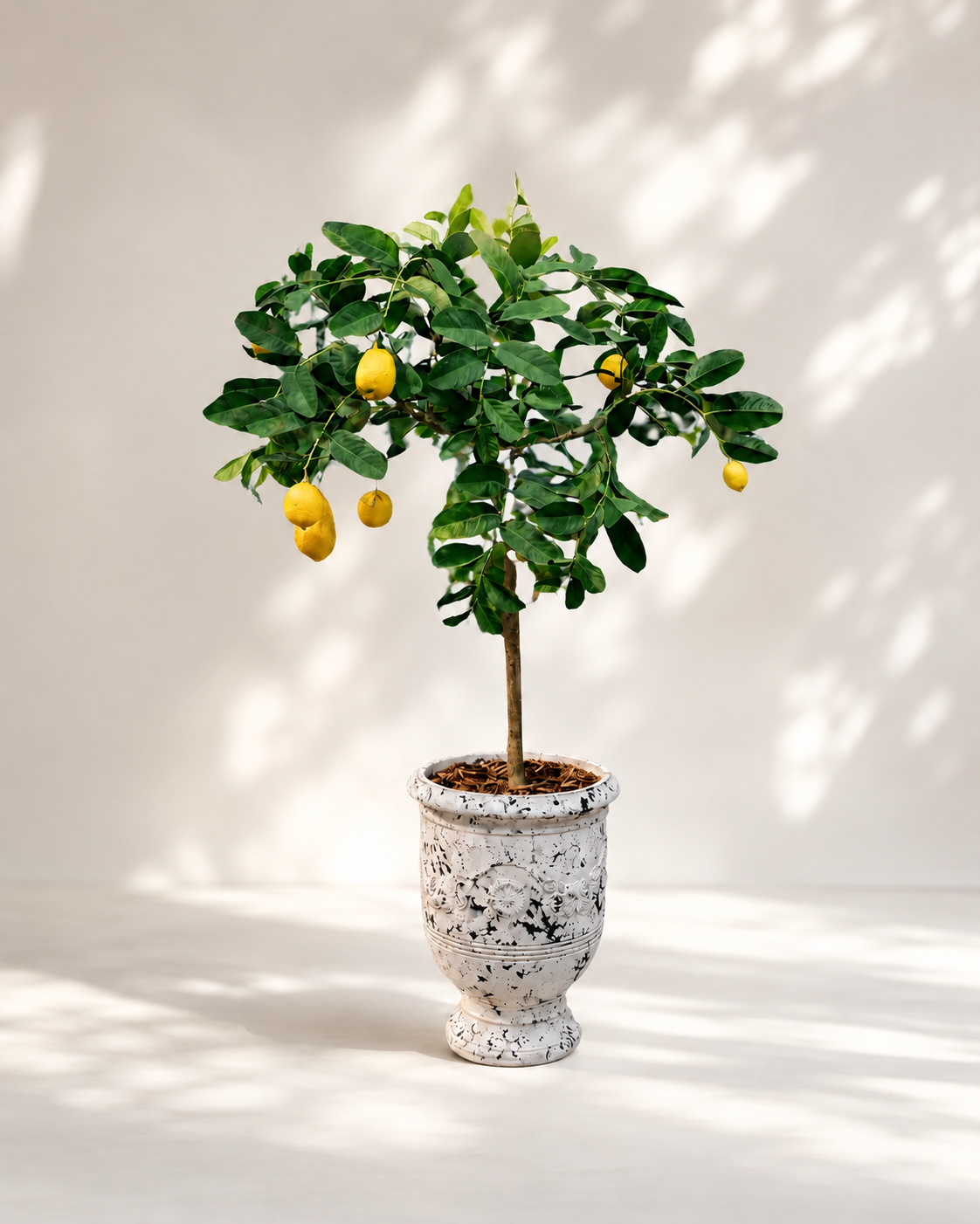 Limoncello Capri