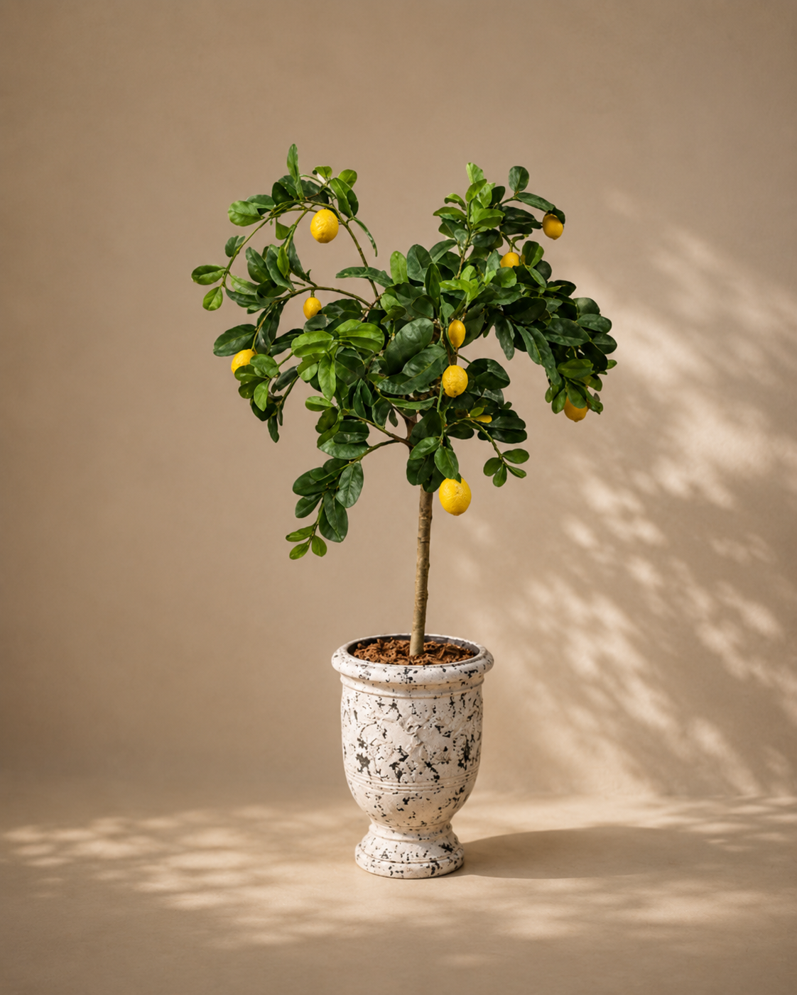 Limoncello Fiore